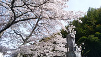 桜と観音様